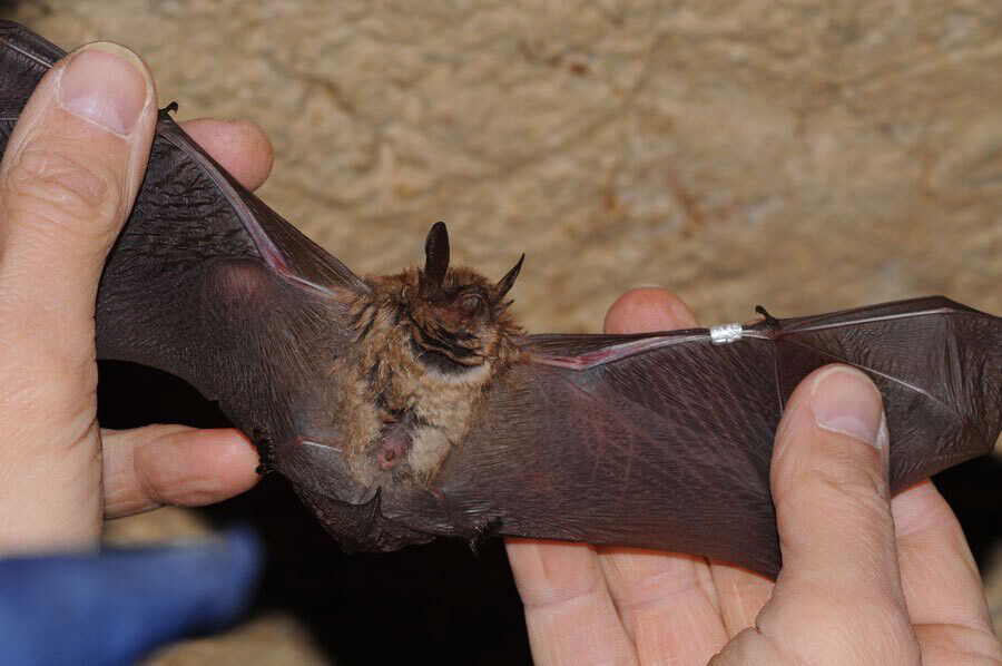 <i>EIN</i><br/>Idaho public health officials confirmed the first rabid bat of the season in the state in Bannock County.