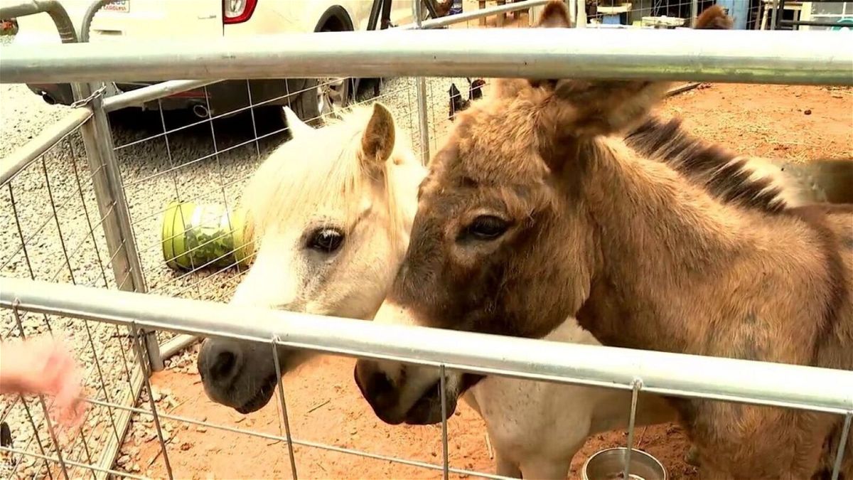 <i>WLOS</i><br/>Madison-Rose Sprinkle said three mini horses died after being poisoned and their donkey Mary has a 50-50 chance of survival.