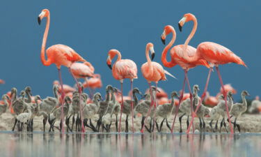 The Caribbean flamingo lives in salty wetland and coastal waters around Mexico