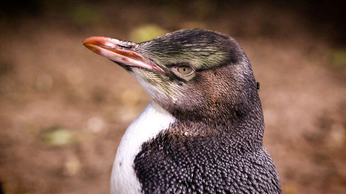 Meet the Backyard Birds With a Bad Reputation - Birds and Blooms