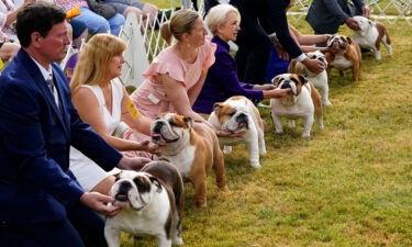 The Westminster Kennel Club Dog Show is afoot