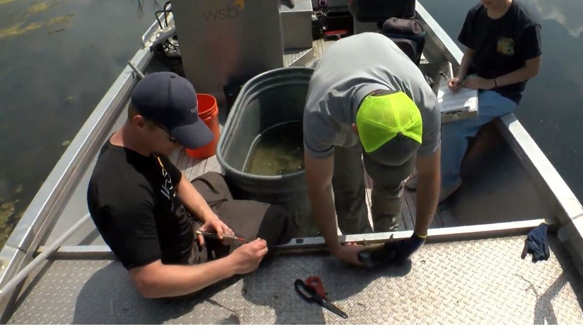 <i>WCCO</i><br/>There are efforts to reduce invasive fish populations on Twin Cities lakes by a process called