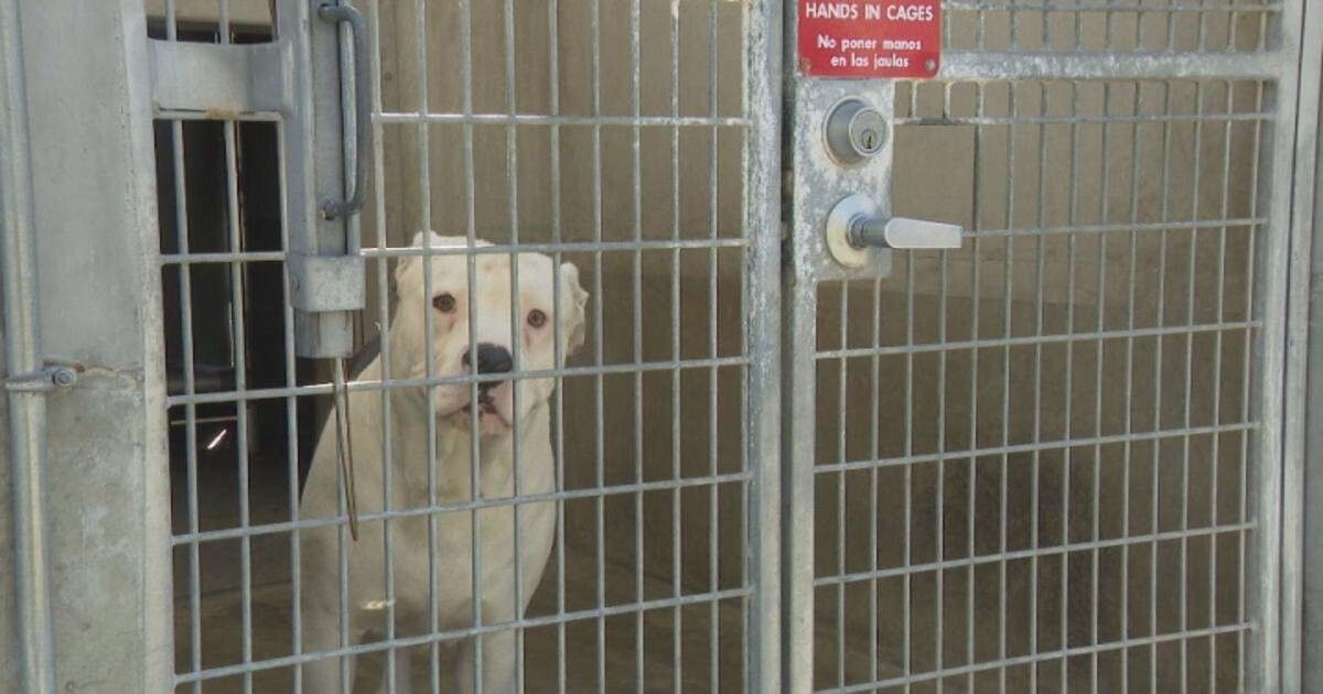 <i>KCBS</i><br/>Many dogs currently living at LA shelters like the Chesterfield Square Animal Shelter in South LA are going weeks and sometimes months without going for walks or getting time to be outside.