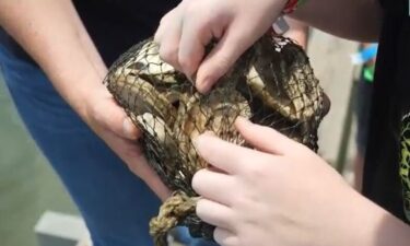 The Galveston Bay Foundation's Volunteer Oyster Gardening program relies on bayfront homeowners to create and maintain oyster gardens using recycled shells.