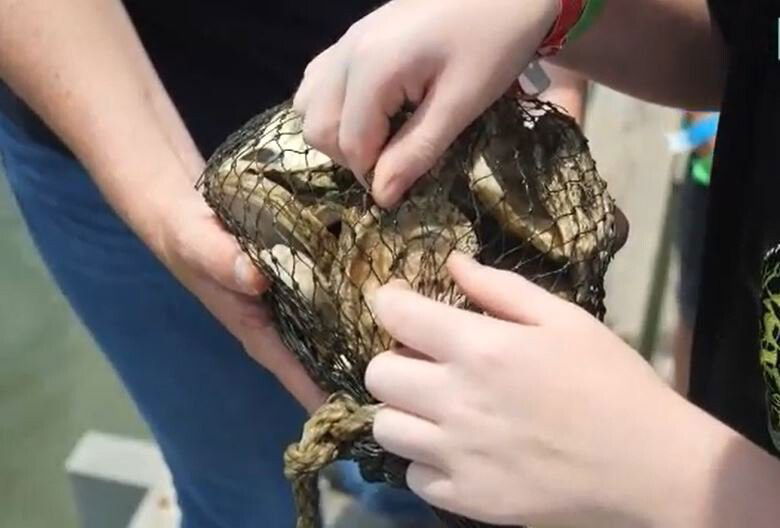 <i>KTRK</i><br/>The Galveston Bay Foundation's Volunteer Oyster Gardening program relies on bayfront homeowners to create and maintain oyster gardens using recycled shells.