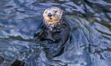 The federal government is considering reintroducing sea otters to the waters of Northern California.