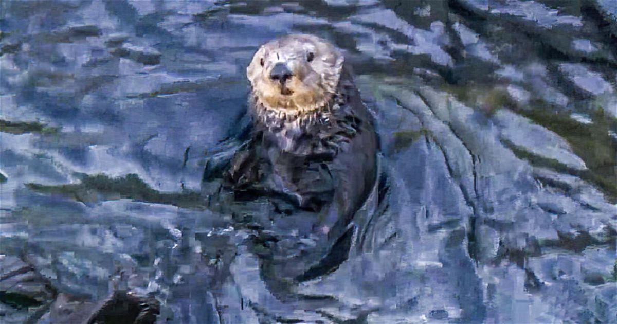 <i>KPIX</i><br/>The federal government is considering reintroducing sea otters to the waters of Northern California.