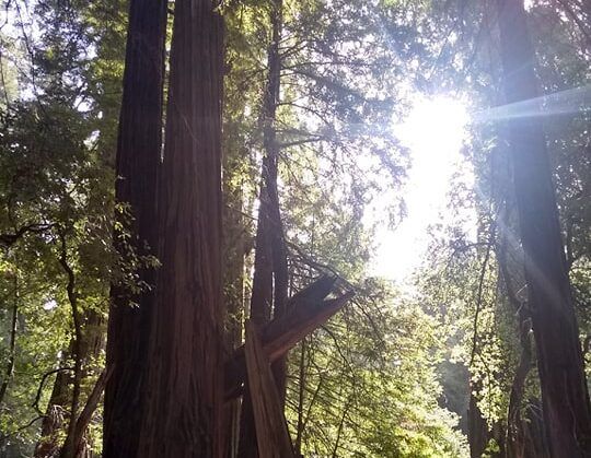 big basin redwoods state park
