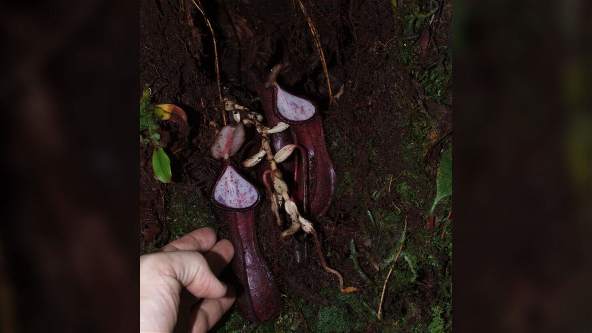 <i>Martin Dančák</i><br/>Scientists have discovered a carnivorous plant that grows prey-trapping contraptions underground