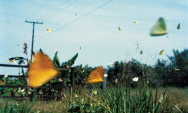 Lyons also turned his lens on the region's environment