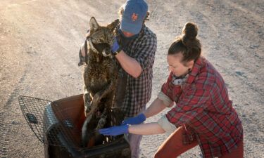 Dr. Joey Hinton and Dr. Kristin Brzeski prepare to collar and process a Louisiana coastal coyote for their study that explores the red wolf ancestry found in this special group of canids.