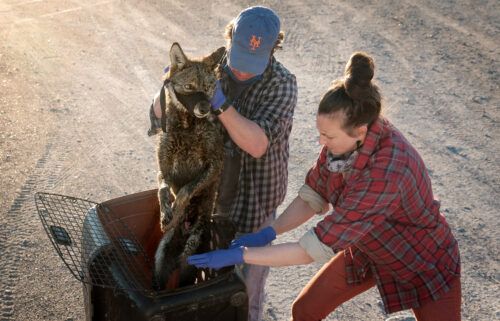 Dr. Joey Hinton and Dr. Kristin Brzeski prepare to collar and process a Louisiana coastal coyote for their study that explores the red wolf ancestry found in this special group of canids.