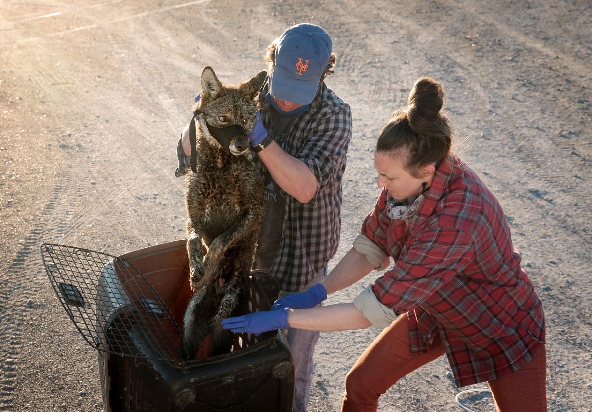 <i>Amy C. Shutt</i><br/>Dr. Joey Hinton and Dr. Kristin Brzeski prepare to collar and process a Louisiana coastal coyote for their study that explores the red wolf ancestry found in this special group of canids.