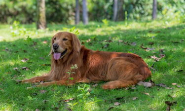 Make sure your dog has access to shade and water during the hot weather. Walk your pet in the early morning or evening.