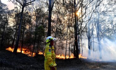 Hundreds of koalas are feared to have burned to death in bushfires on Australia's east coast.