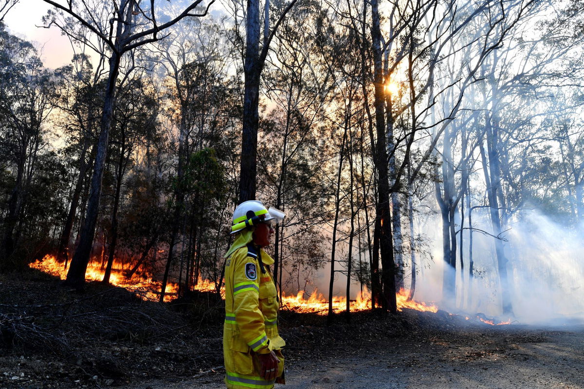 <i>Saeed Khan/AFP/Getty Images</i><br/>Hundreds of koalas are feared to have burned to death in bushfires on Australia's east coast.