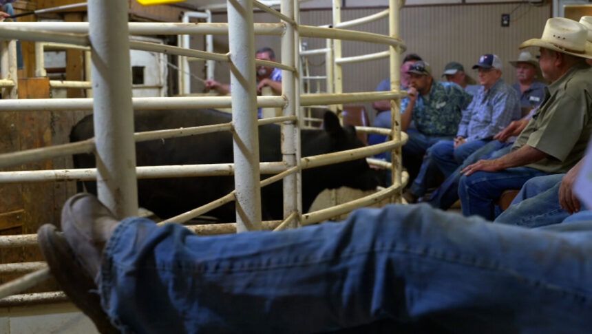 <i>Joel De La Rosa/CNN</i><br/>Buyers and sellers attend a livestock auction in Seguin
