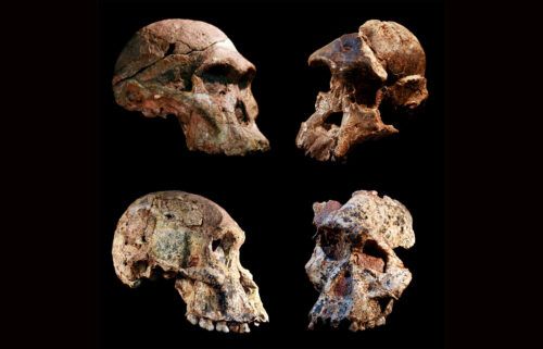 These are four different Australopithecus skulls found in the Sterkfontein Caves in South Africa.