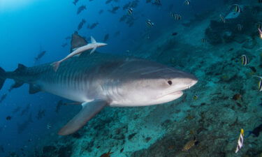 A tiger shark glides along in Beqa Lagoon in the Fiji Islands.