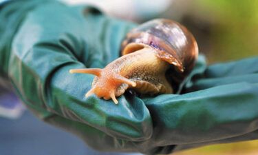A Florida county is under quarantine due to the discovery of invasive giant African land snails.