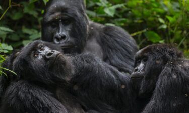 The Bageni family in the gorilla sector of Virunga National Park