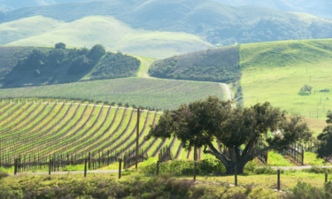 10 emerging wine regions across America