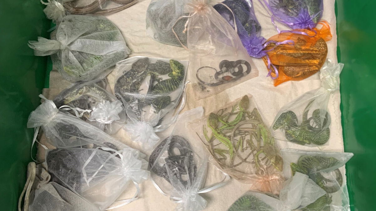 Jose Manuel Perez, 30, of Oxnard was charged with smuggling more than 1,700 endangered reptiles into the United States, including 60 found hidden in his clothes at the San Ysidro Port of Entry in February.