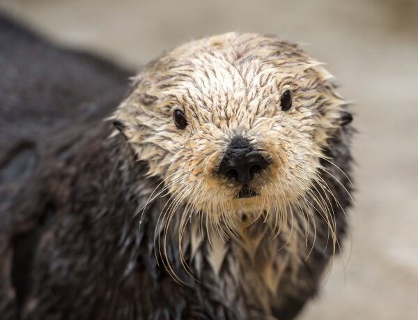 Monterey Bay Aquarium celebrates Rosa's 23rd birthday – KION546