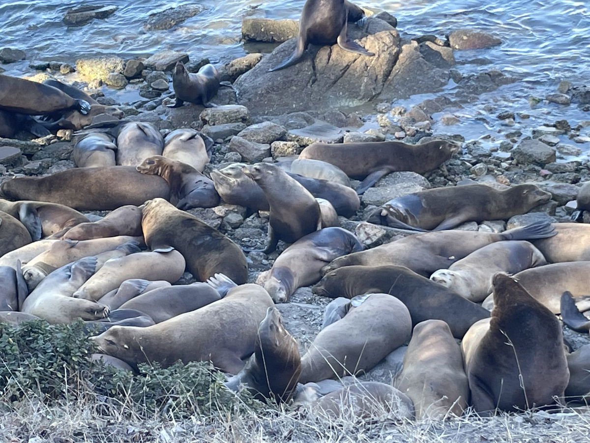 Protecting the Sea Lions at Fisherman's Wharf - City Experiences