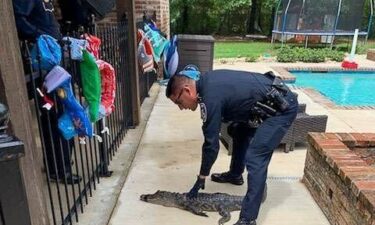 Deputies relocated and released the animal into the Bodcau Wildlife Management area in Benton.