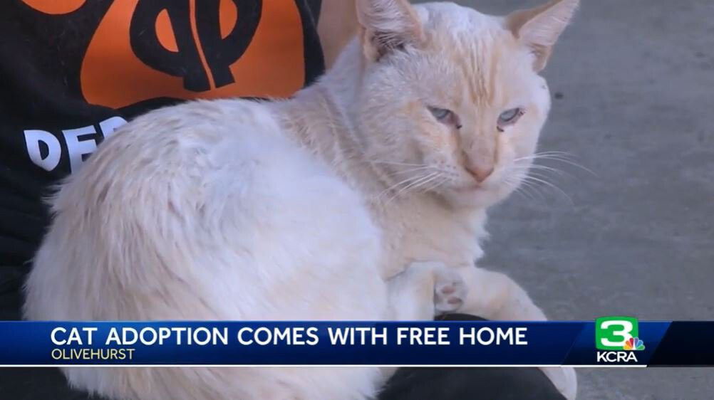 <i>KCRA</i><br/>Two cats in Yuba County are up for adoption with the purchase of a home in Olivehurst