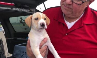 Local pilots took to the skies to save the lives of our furry friends.