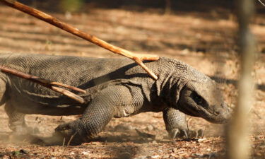 Hundreds of Indonesian tourism workers were on strike on August 2 over a hefty hike in ticket prices to see the country's famous Komodo dragons