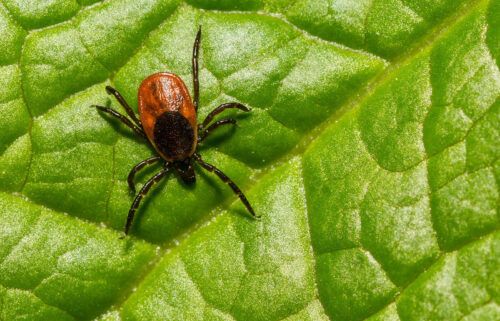 Vaccine maker Pfizer says it has begun Phase 3 clinical trial of its vaccine candidate against Lyme disease with French vaccine company Valneva SE. A black-legged tick