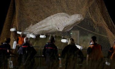 A beluga whale that was rescued after being stuck in France's Seine River for more than a week died while in transit to the sea