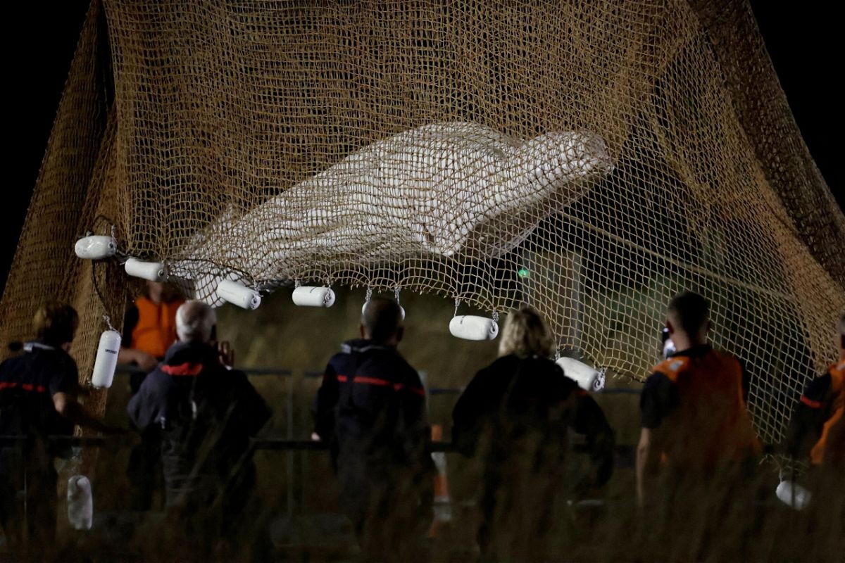 <i>Benoit Tessier/Reuters</i><br/>A beluga whale that was rescued after being stuck in France's Seine River for more than a week died while in transit to the sea