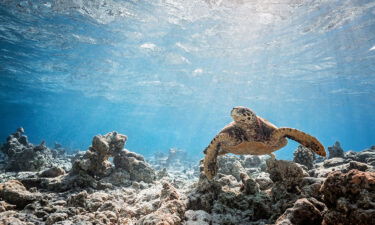 A turtle swims above the seabed on February 6 in Vakkuru