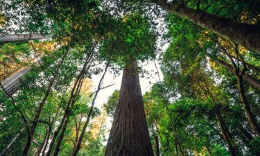 Visitors to the world's tallest tree face $5