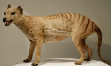 A Tasmanian tiger exhibit is displayed at the Australian Museum in Sydney in 2002.