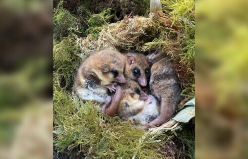 Meet the tiny Patagonian monito that is a 'living fossil' from the ancient past. Monitos (Dromiciops gliroides) are pictured here hibernating together in a nest.