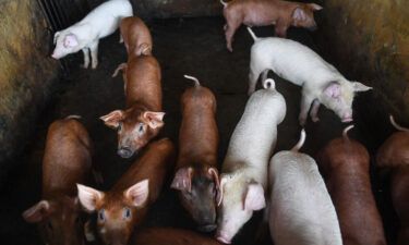 Scientists from Yale University have reanimated the cells and organs of pigs that had been dead for an hour using a treatment involving synthetic blood and pictured pigs are seen in a pen in a farm on the outskirts of Hanoi on June 2.