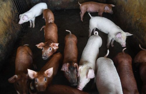 Scientists from Yale University have reanimated the cells and organs of pigs that had been dead for an hour using a treatment involving synthetic blood and pictured pigs are seen in a pen in a farm on the outskirts of Hanoi on June 2.