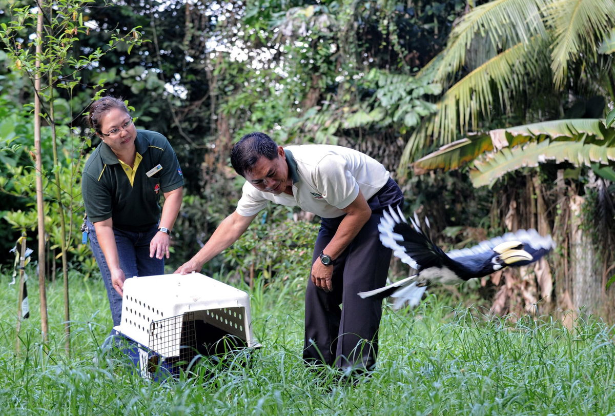 <i>Roslan Rahman/AFP/Getty Images</i><br/>An Oriental Pied Hornbill flies after its release into the wild.