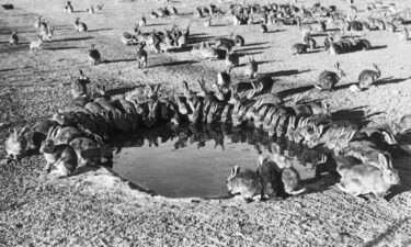 Wild rabbits gather to drink in Australia.