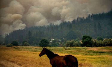 A horse grazes in a pasture as the McKinney Fire burns in Klamath National Forest