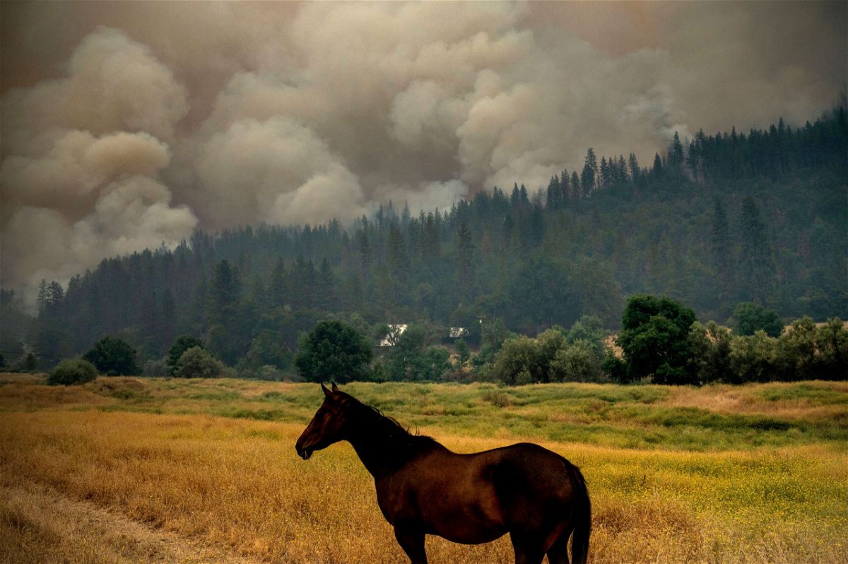 <i>Noah Berger/AP</i><br/>A horse grazes in a pasture as the McKinney Fire burns in Klamath National Forest