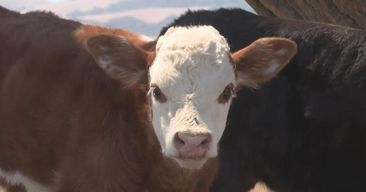 <i>KOVR</i><br/>The hot weather is tough on livestock who have no where to escape the heat.
