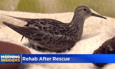 The Willowbrook Wildlife Center in Glen Ellyn nurse all sorts of animal patients back to health.