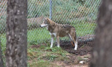 The Colorado Wolf and Wildlife Center welcomed the first Red wolves to Colorado.