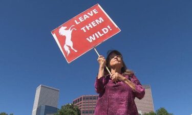 A wild horse advocate protests on the steps of the Colorado State Capitol.